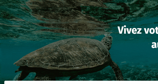 tortue animation